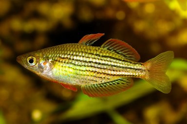 Радужная рыбка ( Melanotaenia maccullochi )