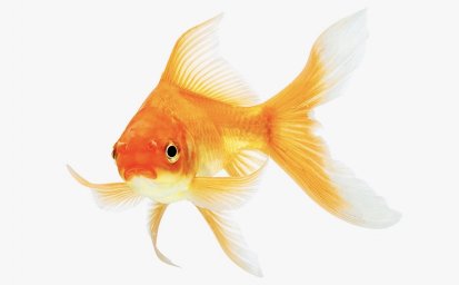 Рыбка золотая "Вуалехвост" ( Carassius auratus )