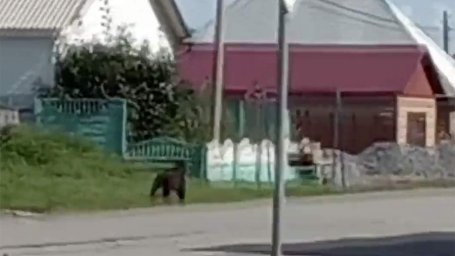 Участковый застрелил медведя на территории школы под Красноярском