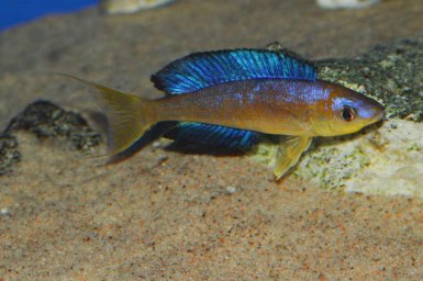 Циприхромис микролепидотус (Cyprichromis microlepidotus)