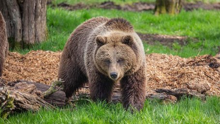 В городе Лесосибирске Красноярского края застрелили медведя, который вышел к людям