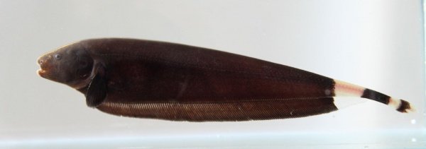 Аптеронотус белокаймовый. Нож черный - ( Apteronotus albifrons )