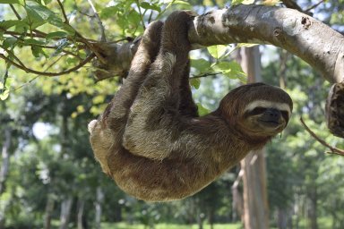 Ленинградский зоопарк запустил конкурс на лучшее имя для детеныша ленивца