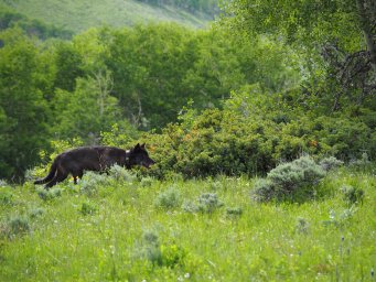 Щенки серого волка найдены в Колорадо впервые с 1940-х годов