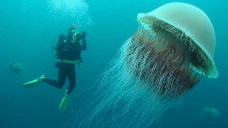 Цианея — самая крупная в мире медуза