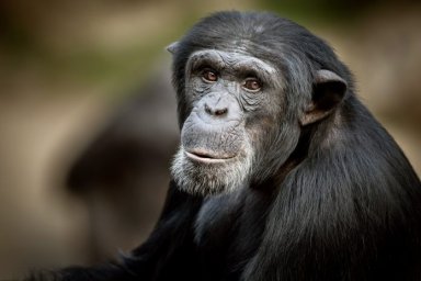 Шимпанзе сбежал из зоологического парка Аттика в Греции и был трагически застрелен