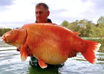 Гигантская 67-килограммовая золотая рыбка, выловленная из французского озера