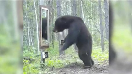 Медведь подрался со своим отражением в зеркале