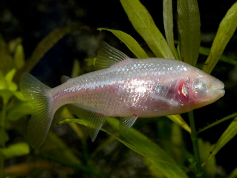 Рыба слепая ( Astyanax mexicanus )