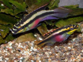 Попугай обыкновенный ( Pelvicachromis pulcher )