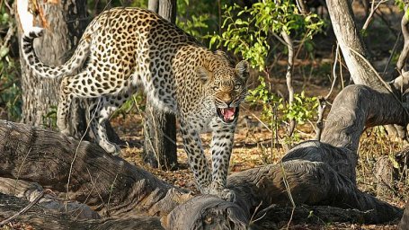 Нападение леопарда на модель во время немецкой фотосессии