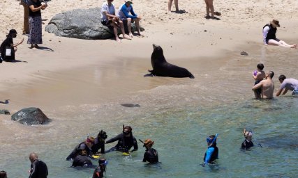 Видео Морские львы устроили погоню за посетителями пляжа в Южной Калифорнии